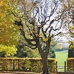 Les Chevreuils Lozanna